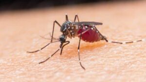 DBD Masih Endemik, Vaksin Dengue Jadi Solusi Pencegahan Jangka Panjang