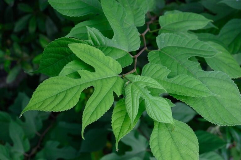 Manfaat Daun Insulin untuk Diabetes: Fakta Ilmiah dan Cara Penggunaan