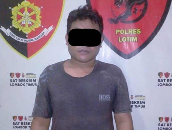 Pria di Lombok Timur Curi 40 Pohon Kelapa Senilai Rp200 Juta, Kini Ditangkap Polisi